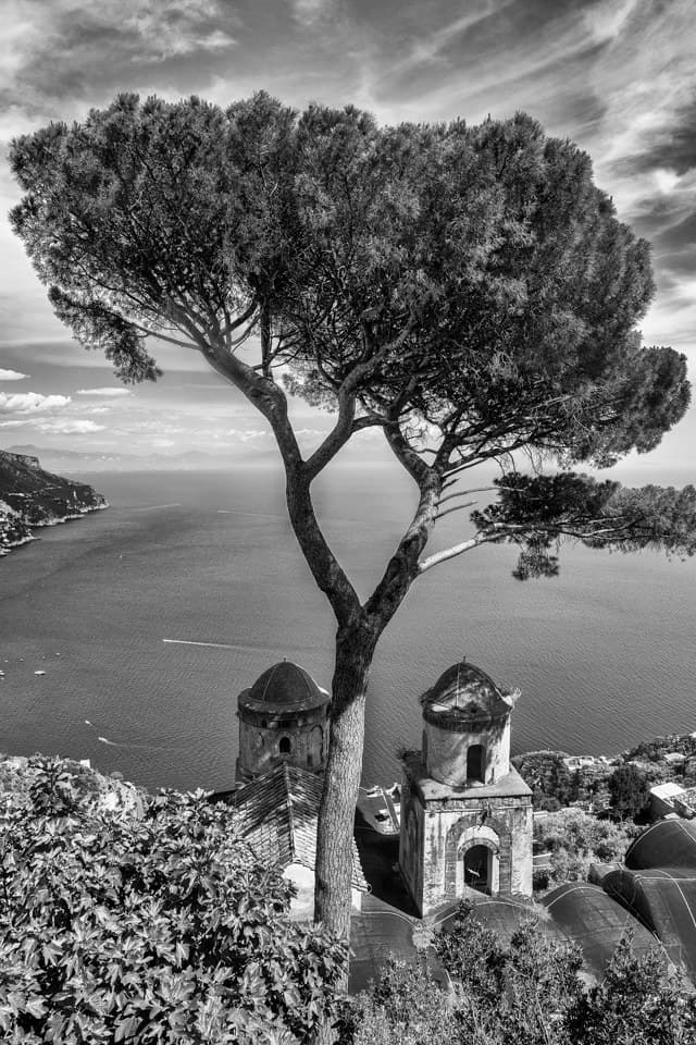 Ravello Pino B/N